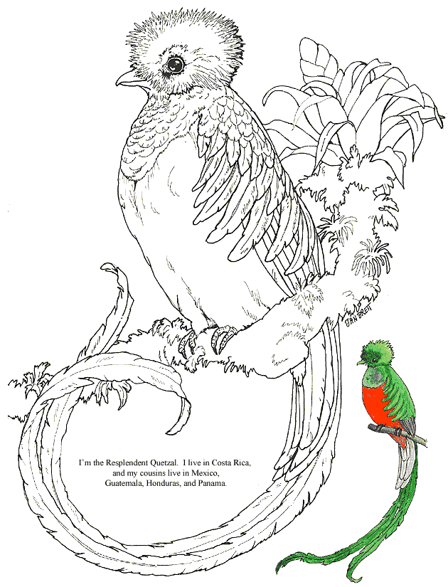 quetzal_coloring_page