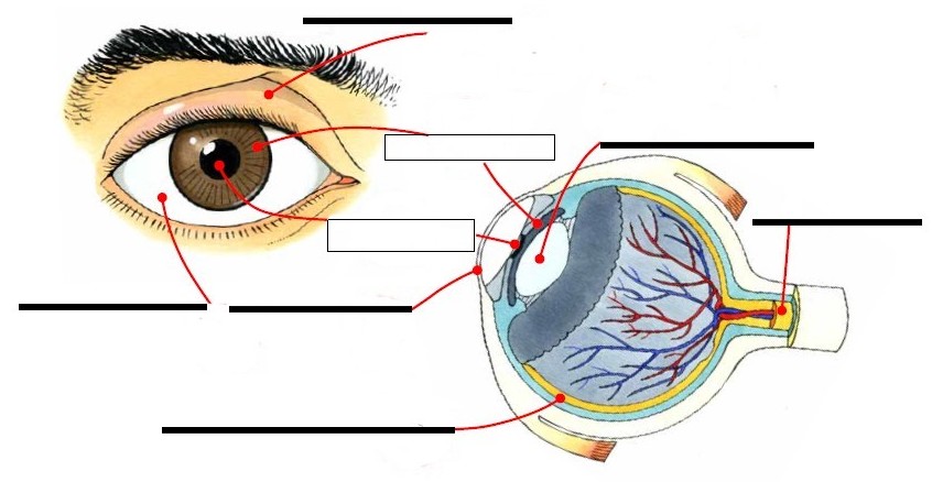 La vue et le fonctionnement de l’oeil